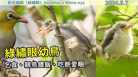 綠繡眼幼鳥一直叫|綠繡眼新手入門：10個綠繡眼飼養技巧大公開（新手必。